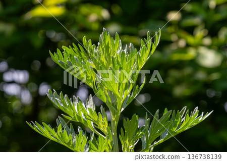 Capturing the essence of Artemisia absinthium with aromatic silvery leaves in a sunlit garden setting surrounded by lush greenery Capturing the essence of Artemisia absinthium with aromatic silvery leaves in a sunlit garden setting surrounded by lush greenery 136738139