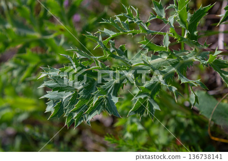 Field Eryngo plant growing in its natural habitat with distinct spiky leaves during a sunny day in the wild Field Eryngo plant growing in its natural habitat with distinct spiky leaves during a sunny day in the wild 136738141