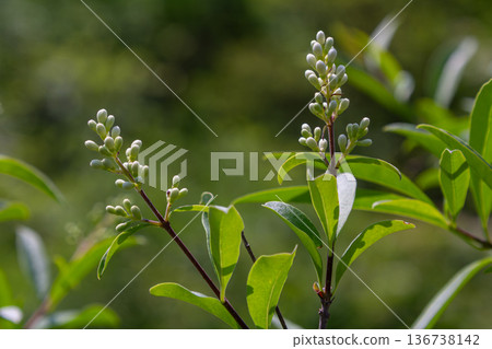 Wild privet shrub displaying delicate white flower buds in a lush green environment during early spring Wild privet shrub displaying delicate white flower buds in a lush green environment during early spring 136738142