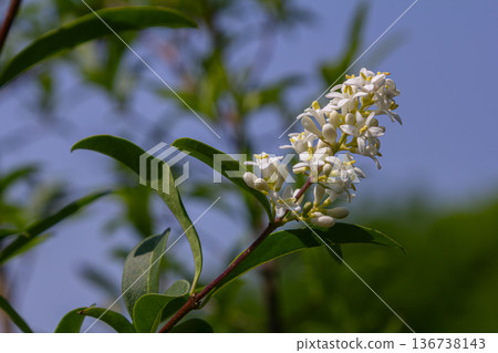 Wild privet Ligustrum vulgare displays delicate white flowers on a shrub against a blue sky in springtime Wild privet Ligustrum vulgare displays delicate white flowers on a shrub against a blue sky in springtime 136738143