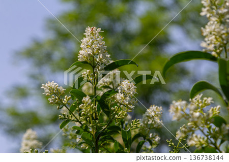 Wild privet blooms in spring with vibrant white flowers against a backdrop of lush green foliage 136738144