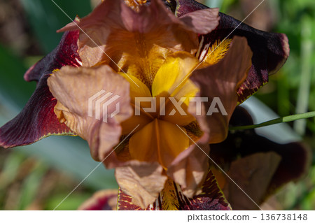 Vivid iris flower showcasing intricate petals and vibrant colors during spring blooming season in a lush garden setting Vivid iris flower showcasing intricate petals and vibrant colors during spring blooming season in a lush garden setting 136738148