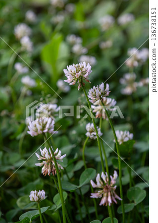 Blooming white clover plants thrive in a lush green meadow during a sunny spring day Blooming white clover plants thrive in a lush green meadow during a sunny spring day 136738151