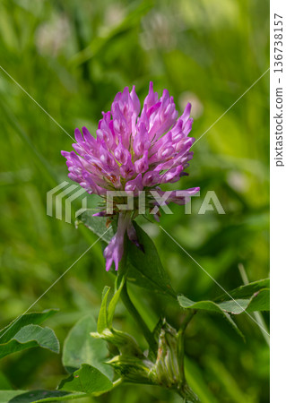 Vibrant red clover flower blooming in a lush green field under sunlight during a warm spring day 136738157