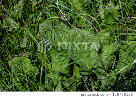 Broadleaf plantain thrives in lush grass showcasing its vibrant green leaves under bright sunlight in a natural setting 136738158