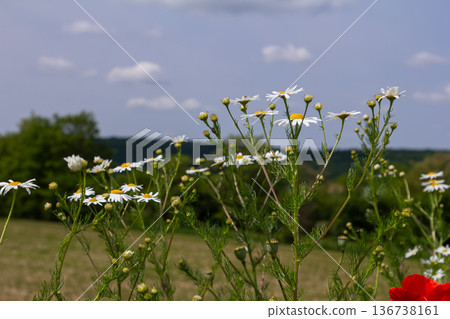 Beautiful Golden Marguerite flowers bloom in a sunny meadow showcasing their bright yellow centers and delicate white petals against a cloudy sky Beautiful Golden Marguerite flowers bloom in a sunny meadow showcasing their bright yellow centers and delicate white petals against a cloudy sky 136738161