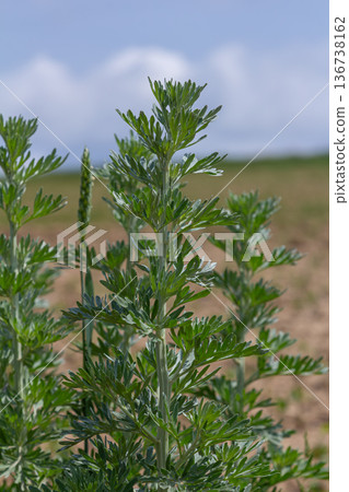 Wormwood Artemisia absinthium showcases aromatic silvery leaves in a sunlit field with a blue sky and soft clouds in the background Wormwood Artemisia absinthium showcases aromatic silvery leaves in a sunlit field with a blue sky and soft clouds in the background 136738162