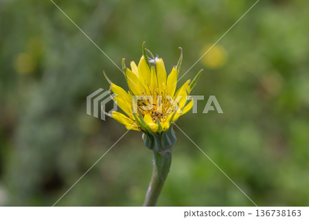 Bright yellow wildflower blooming amidst lush greenery on a sunny day in a natural setting Bright yellow wildflower blooming amidst lush greenery on a sunny day in a natural setting 136738163
