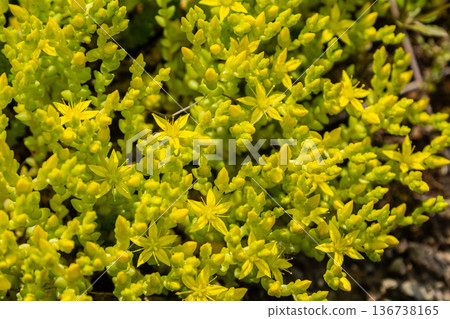 Biting stonecrop blooms brightly in a garden setting showcasing its distinctive yellow flowers and dense succulent foliage in springtime Biting stonecrop blooms brightly in a garden setting showcasing its distinctive yellow flowers and dense succulent foliage in springtime 136738165