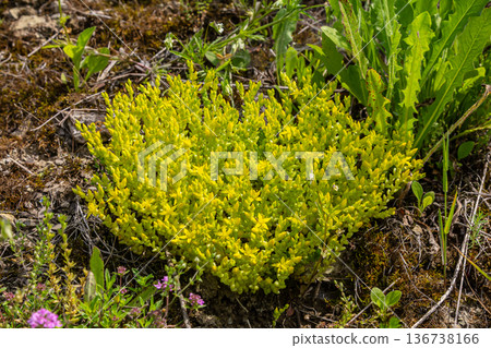 Bright green Sedum acre growing abundantly in a sunny area showcasing its unique succulent leaves amidst surrounding vegetation during springtime Bright green Sedum acre growing abundantly in a sunny area showcasing its unique succulent leaves amidst surrounding vegetation during springtime 136738166
