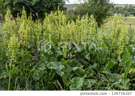 Clustered dock and curly dock plants flourishing in a green field showcasing vibrant foliage and flower spikes under a clear sky Clustered dock and curly dock plants flourishing in a green field showcasing vibrant foliage and flower spikes under a clear sky 136738167
