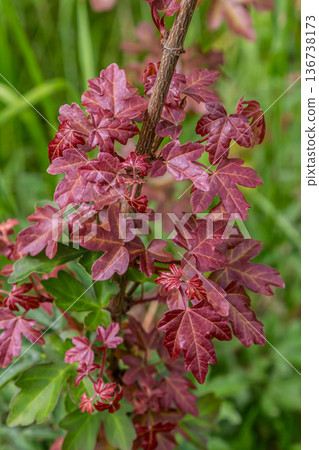 Tatar Maple Acer Tataricum leaves showcasing vibrant reddish hues among green foliage in a natural setting during late spring 136738173