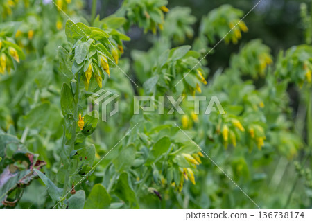 Lesser Honeywort Cerinthe minor blooms in springtime showcasing vibrant yellow flowers amidst lush green foliage in a sunny garden setting Lesser Honeywort Cerinthe minor blooms in springtime showcasing vibrant yellow flowers amidst lush green foliage in a sunny garden setting 136738174