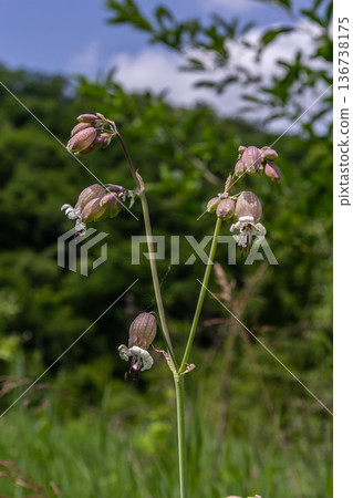 Bladder Campion Silene vulgaris blooms under clear skies in a lush green environment during late spring Bladder Campion Silene vulgaris blooms under clear skies in a lush green environment during late spring 136738175