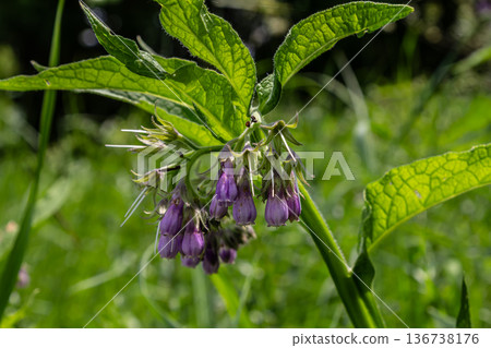 Common comfrey blooms in a lush green meadow showcasing purple flowers swaying gently in the breeze during a sunny spring afternoon Common comfrey blooms in a lush green meadow showcasing purple flowers swaying gently in the breeze during a sunny spring afternoon 136738176
