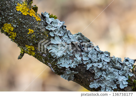 Exploring various lichen species including Parmelia Hypogymnia and Physcia on a tree branch in a forested environment 136738177