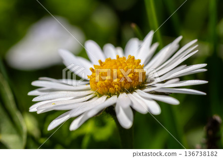 Common Daisy blooms in a lush green lawn on a bright sunny day showcasing vibrant white petals and a striking yellow center 136738182
