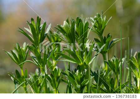 Cleavers also known as Goosegrass thriving in a lush green landscape during the late spring season Cleavers also known as Goosegrass thriving in a lush green landscape during the late spring season 136738183