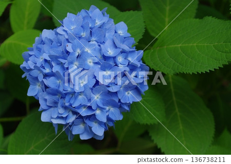 Hand-flowered hydrangea Hand-flowered hydrangea 136738211