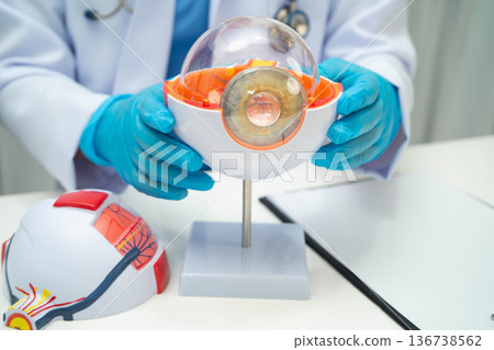 Asian doctor with eye human anatomy model for study diagnosis and treatment in hospital. 136738562