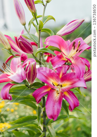 Lilium Satisfaction Pink Tree Lily With Yellow Center 136738650