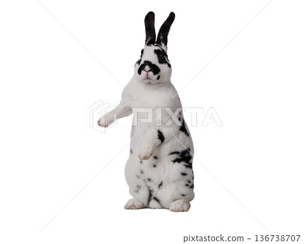rabbit white and black isolated on white background rabbit white and black isolated on white background 136738707