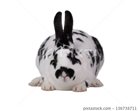 Dalmatian rabbit isolated on a white background 136738711