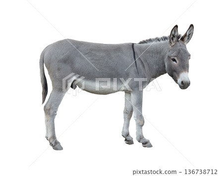 donkey isolated on white background 136738712