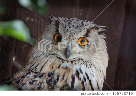 majestic portrait of Siberian owl its natural habitat in daylight. majestic portrait of Siberian owl its natural habitat in daylight. 136738719