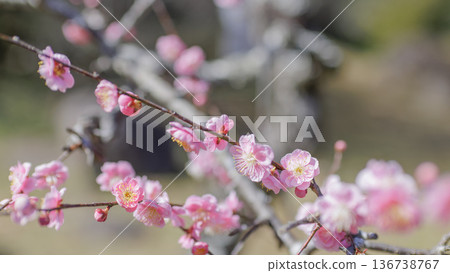 粉紅色的梅花正盛開 136738767