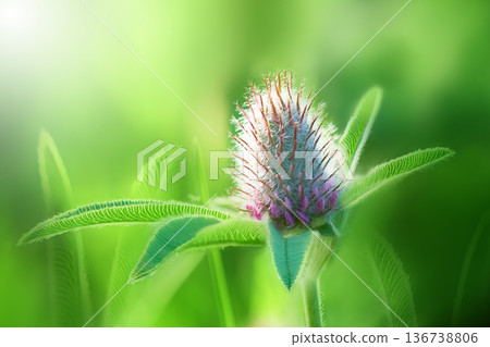 Beautiful clover flower on green background. Shallow depth of field. Close up. Nature. Beautiful clover flower on green background. Shallow depth of field. Close up. Nature. 136738806