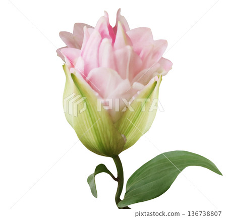 Pink peonies flowers on a white isolated background with clipping path. Closeup. For design. Nature. Pink peonies flowers on a white isolated background with clipping path. Closeup. For design. Nature. 136738807