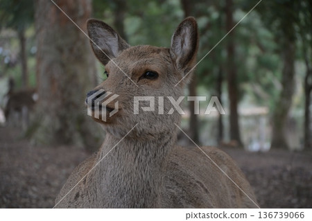 Staring deer Staring deer 136739066
