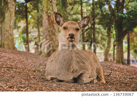 Deer in the leaves Deer in the leaves 136739067