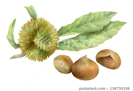 Watercolor illustration of chestnut burrs and chestnuts Watercolor illustration of chestnut burrs and chestnuts 136739106