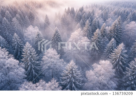 Aerial view of snowy winter forest with frosted trees covered in morning mist 136739209