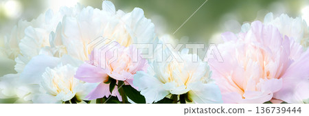 Floral spring background. Peonies flowers and petals flowers. Close-up. Nature. Floral spring background. Peonies flowers and petals flowers. Close-up. Nature. 136739444