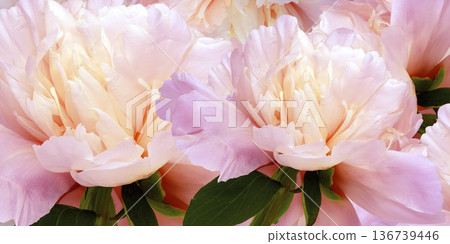 Floral spring background. Peonies flowers and petals flowers. Close-up. Greeting card. Nature. Floral spring background. Peonies flowers and petals flowers. Close-up. Greeting card. Nature. 136739446