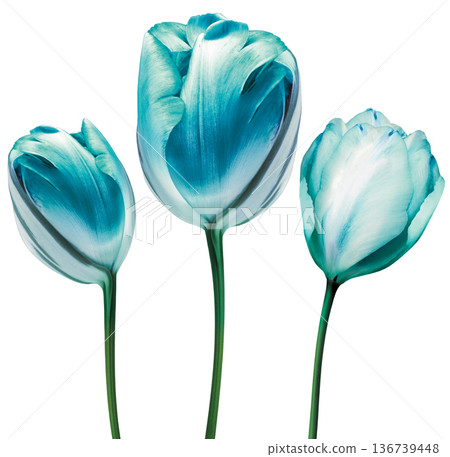 Set    tulips  flowers  on  white isolated background with clipping path. Closeup. For design. Studio shot. Nature. 136739448