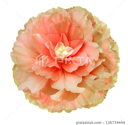 Watercolor pink flower isolated on a white background. Close-up. For design. Nature. Watercolor pink flower isolated on a white background. Close-up. For design. Nature. 136739449