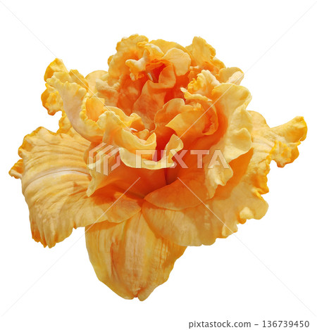 Lily flower on white isolated background with clipping path. Closeup. For design. Nature. Lily flower on white isolated background with clipping path. Closeup. For design. Nature. 136739450