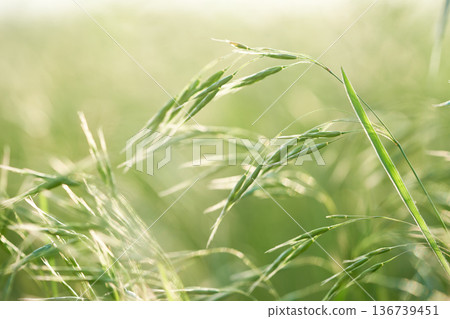 Green grass on a meadow in the summer. Nature background. Green grass on a meadow in the summer. Nature background. 136739451