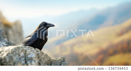 Black raven perched on rocky mountain with blurred landscape background 136739453