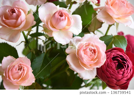 pink and red roses 136739541