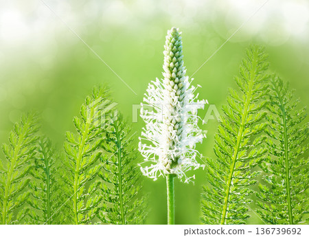 White plantain flower close up on a green background. Medicinal herbs. 136739692