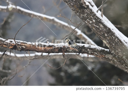 Hokkaido's wild bird, a great spotted woodpecker searching for food in the snowy forest Hokkaido's wild bird, a great spotted woodpecker searching for food in the snowy forest 136739705