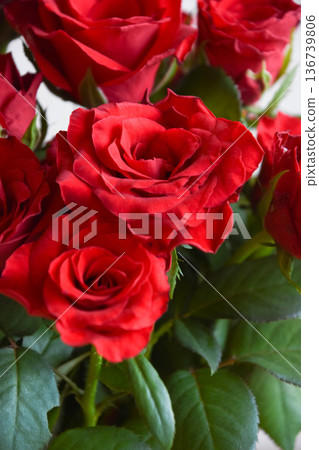 紅玫瑰 136739806