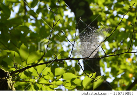 Spider's Web and Sunshine (Inside Aizuwakamatsu Castle / Oitemachi, Aizuwakamatsu City, Fukushima Prefecture) Spider's Web and Sunshine (Inside Aizuwakamatsu Castle / Oitemachi, Aizuwakamatsu City, Fukushima Prefecture) 136739895