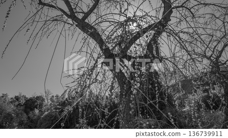 Monochrome, weeping red plum blossoms in full bloom 136739911