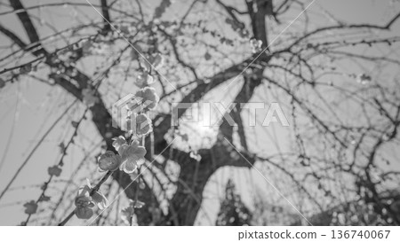 Monochrome, weeping red plum blossoms illuminated by the early spring sun 136740067